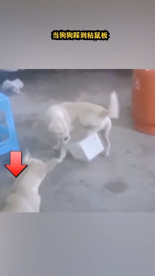 宠物狗踩到粘鼠板怎么办