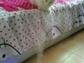 深圳宠物猫怎么快递回家
