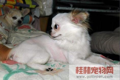 狗狗剃毛要多少钱