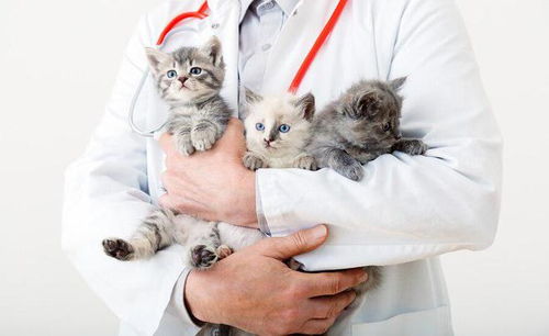 宠物猫要怎么打疫苗