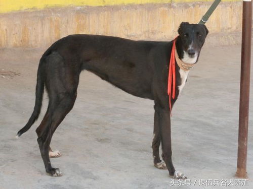 格力犬价格多少钱一只