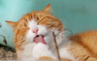宠物猫怎么做驱虫药用的