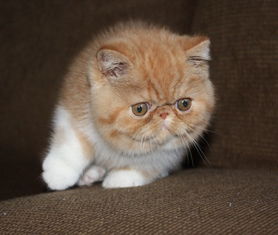 一只咖啡猫多少钱
