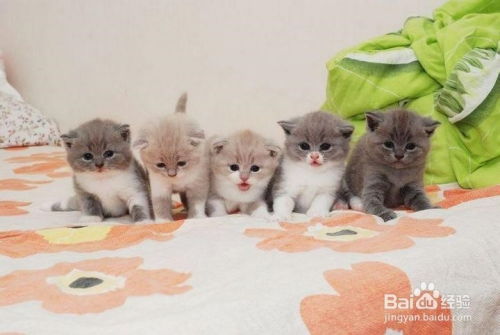 宠物猫小幼猫怎么喂