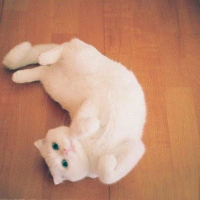 宠物猫怎么训练翻身