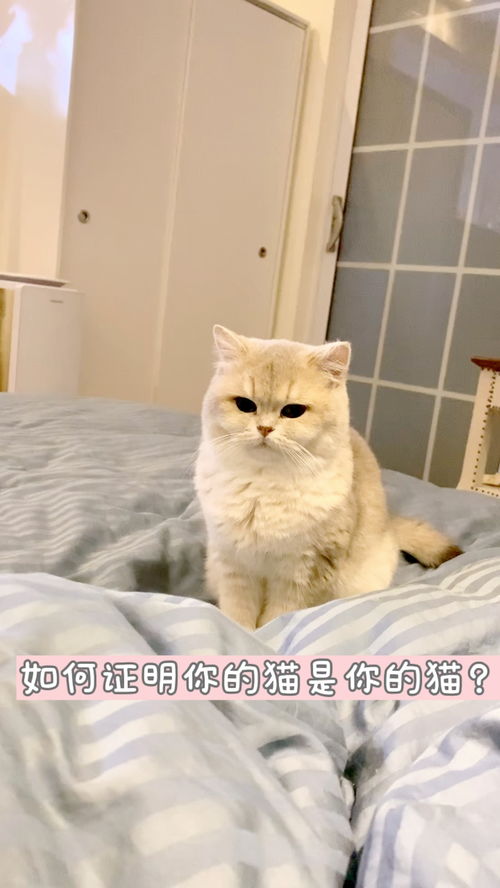 怎么证明是宠物猫