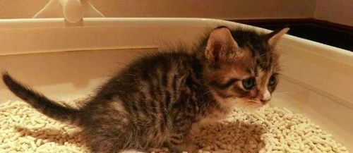 宠物猫怎么拉大便