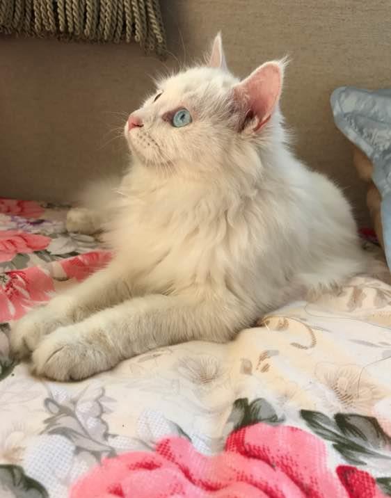聚宝斋怎么卖宠物猫的钱