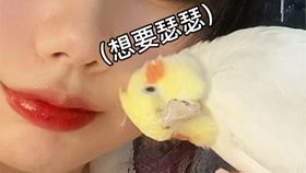 给宠物狗擦尿怎么擦干净