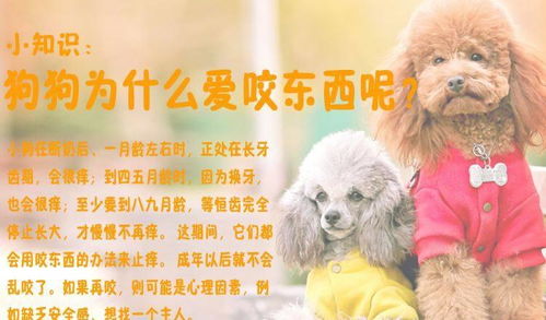 宠物狗在咬人怎么回事儿