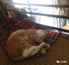 宿舍宠物狗起名字怎么起