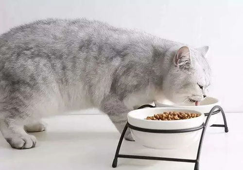 怎么样快速获得宠物猫粮