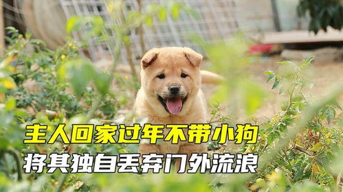 宠物狗回家过年了怎么办