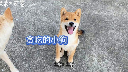 小宠物狗吃东西怎么办
