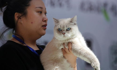 怎么让宠物猫学着吃饭