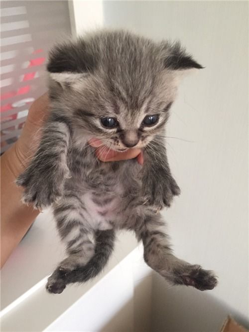 自家宠物猫怎么繁育