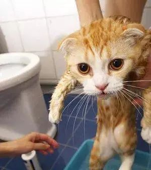 家里宠物猫怎么洗澡