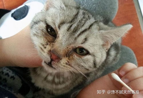 宠物猫怎么看有没有泪痕