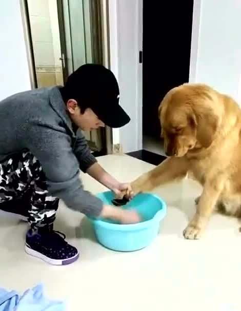 宠物狗洗脚发炎怎么办啊