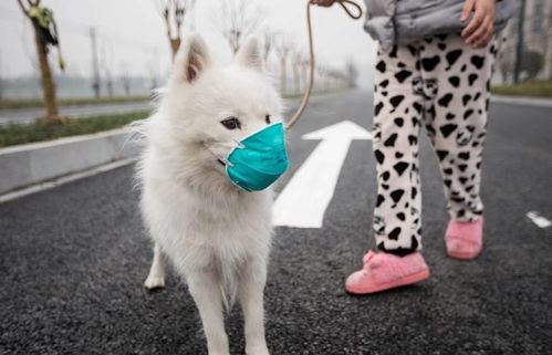 宠物狗便便怎么弄的干净