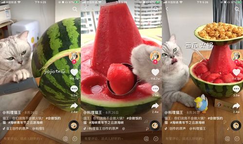宠物猫账号怎么变现