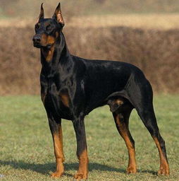 杜宾犬种犬多少钱一只