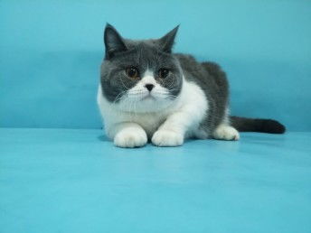 买宠物猫怎么选猫