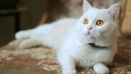 宠物猫瘫痪怎么按摩治疗