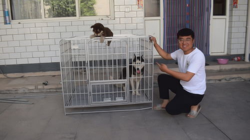 小吉买的宠物狗怎么样