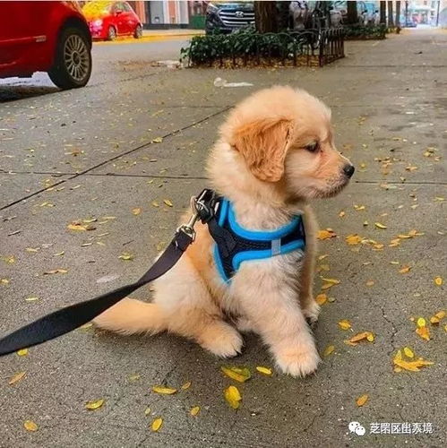小金刚养宠物狗怎么养的