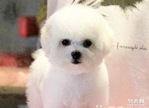 比熊犬纯的多少钱一只