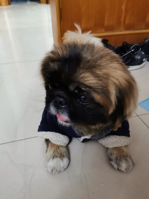 宠物狗尿黄色液体怎么回事
