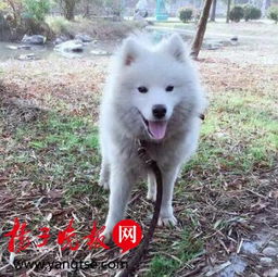 大量宠物狗被盗怎么办啊