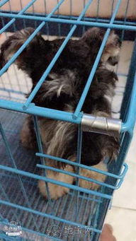 宠物狗五个月怎么养好呢