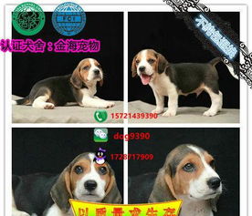 宠物狗免疫记录怎么看的
