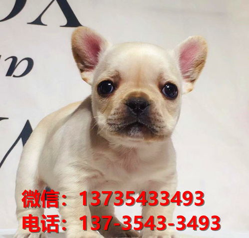 法斗宠物狗崽怎么养的好