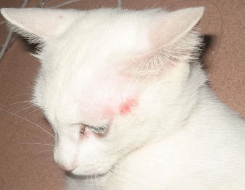 宠物猫破皮了怎么处理