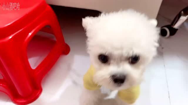 宠物狗要怎么养它才听话