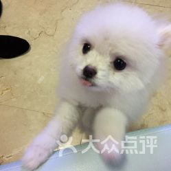 宠物猫狗怎么卖