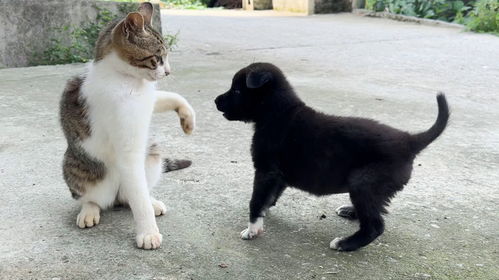 猫被宠物狗袭击怎么办