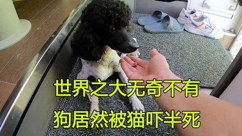 宠物狗受到了惊吓怎么办