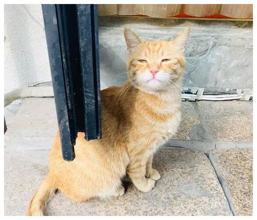 宠物猫怎么带到大厅