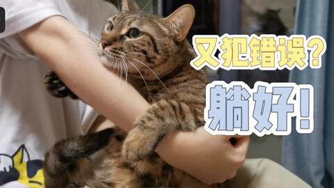 宠物猫犯了错误怎么办呢