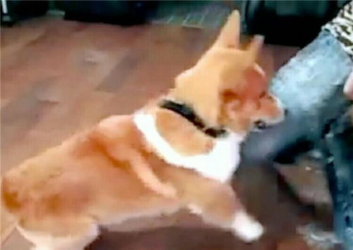 怎么给宠物狗剪毛柯基犬