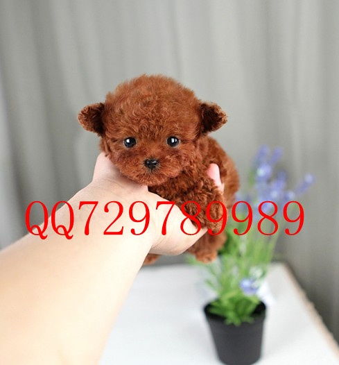 小泰迪犬多少钱一只