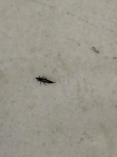 宠物狗老是长虫子怎么办