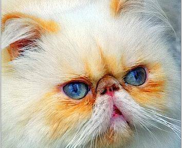 宠物猫的眼药水怎么涂的