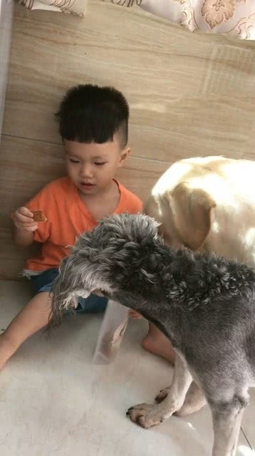 宠物狗哭了是怎么回事儿