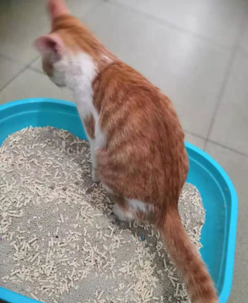 一只猫一个月多少猫砂