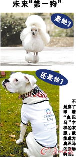 怎么可以获得新的宠物狗